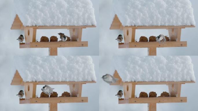 特写: 在寒冷的冬天，两只小鸟在鸟舍内以种子为食