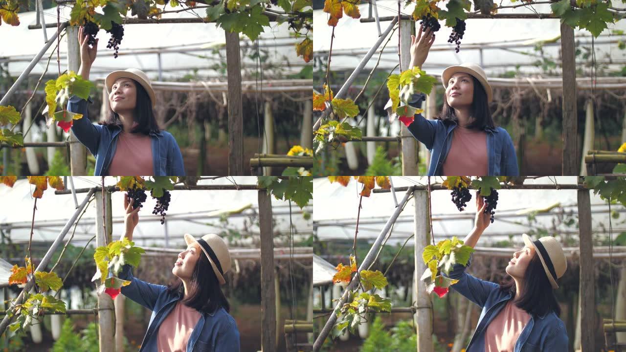 女农民在有机农场检查新鲜葡萄