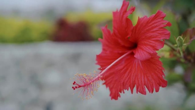 南部岛屿盛开的芙蓉花