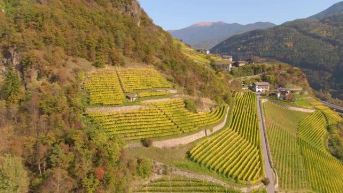 空中: 沿着南蒂罗尔 (South Tirol) 的秋天彩色山丘飞行，以其美味的葡萄酒而闻名