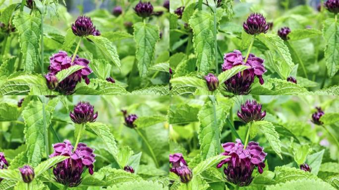 青藏高原上罕见的深紫色花瓣