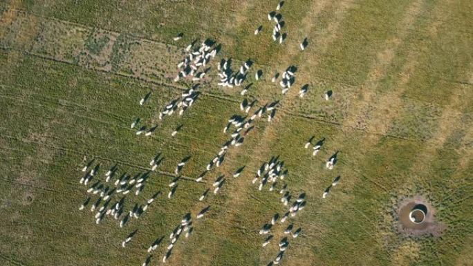 俯视图中的绿色田野上的空中绵羊