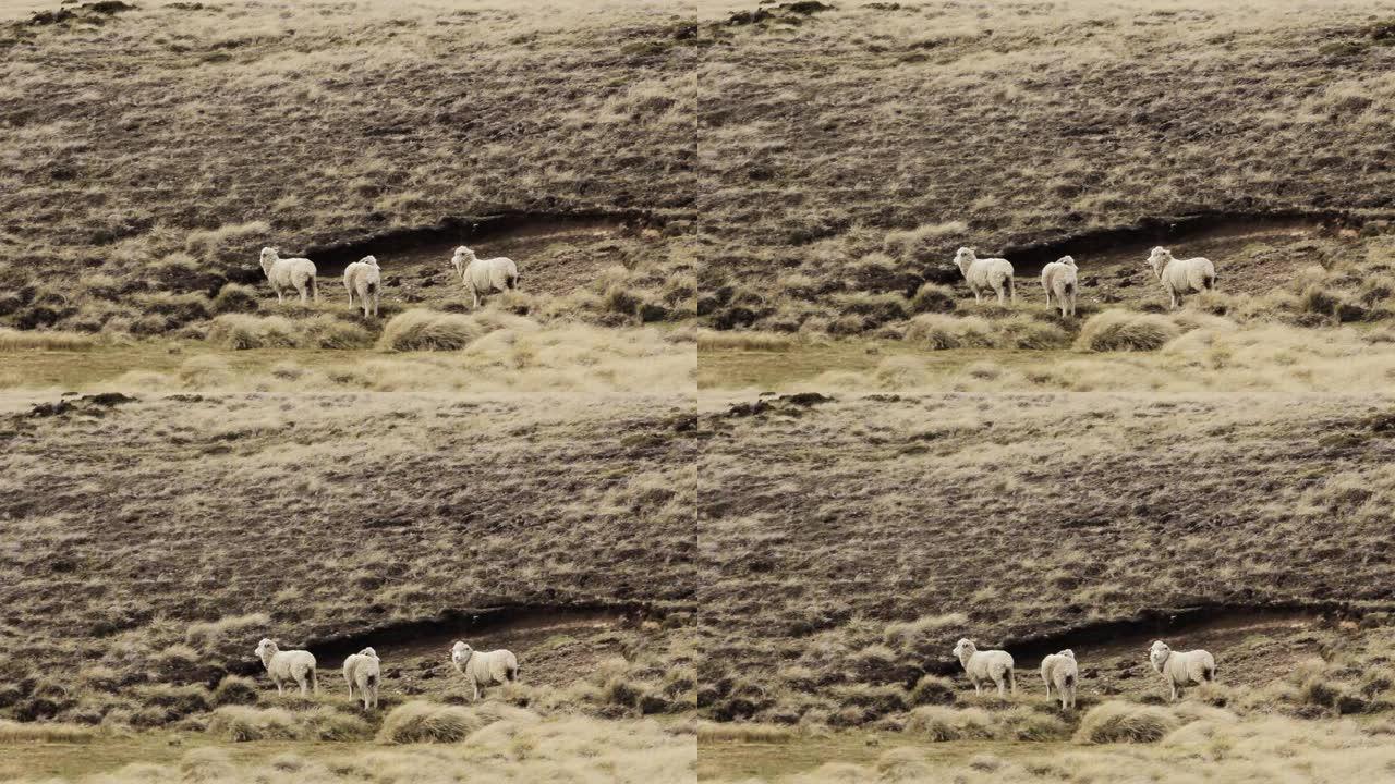 南大西洋福克兰群岛(马尔维纳斯群岛)东福克兰山上的绵羊。