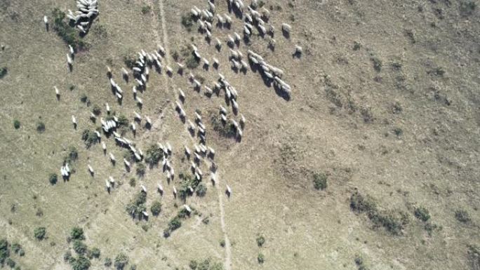 农业农场羊群的鸟瞰图