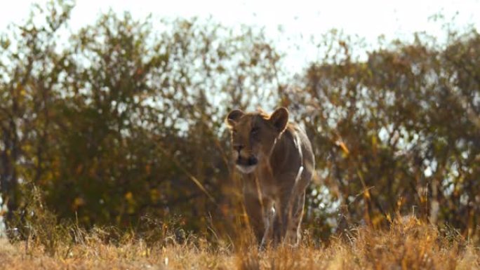 狮子在阳光明媚的野生动物保护区的草地上行走