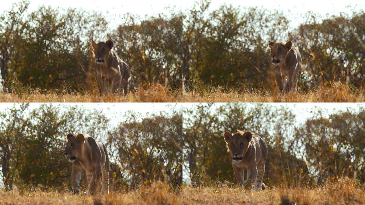 狮子在阳光明媚的野生动物保护区的草地上行走
