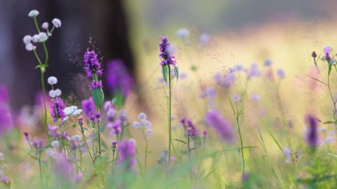 精致的紫白色花朵在风中摇曳。田野野花植物群夏季背景，背景上美丽的波克