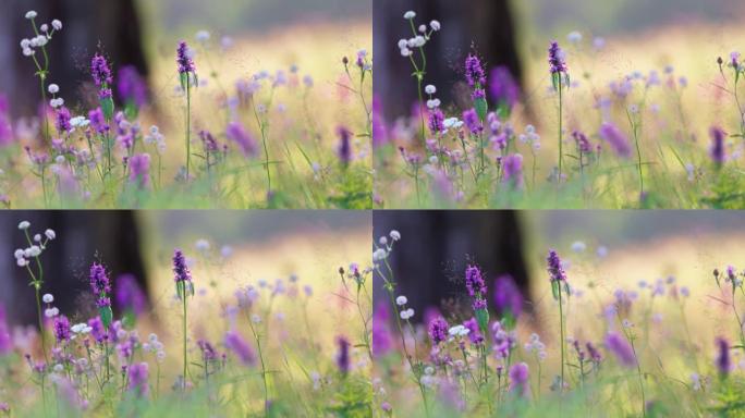 精致的紫白色花朵在风中摇曳。田野野花植物群夏季背景，背景上美丽的波克