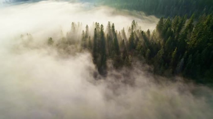 阳光在轻雾中穿透树木。森林里美妙的早晨。华丽阳光明媚的雾森林的空中拍摄