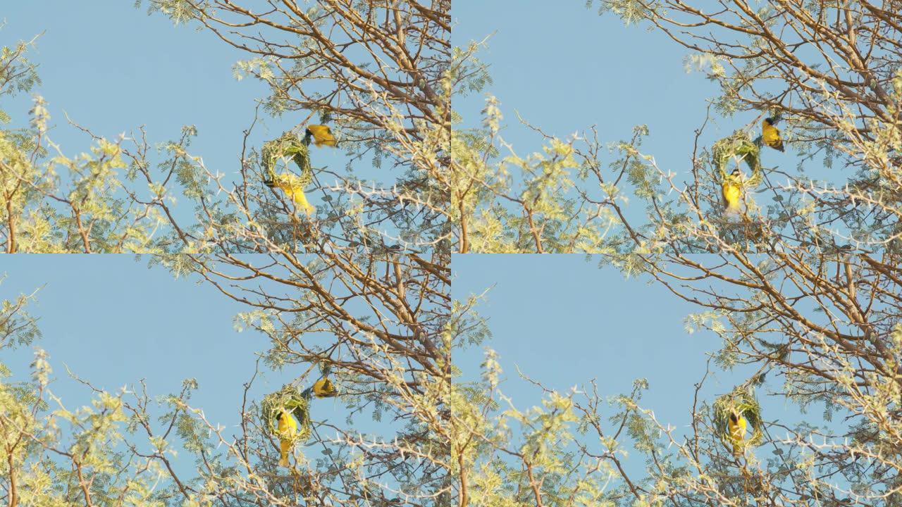 黄色蒙面织布鸟在非洲纳米比亚阳光明媚的树枝上筑巢