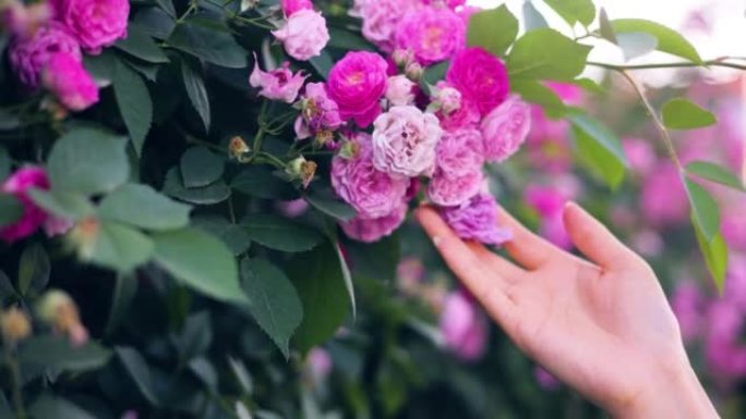 女人手触摸粉红色的小花