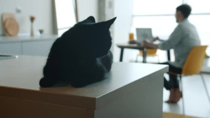 可爱的黑猫躺在厨房的桌子上，男人享受背景笔记本电脑的视频通话
