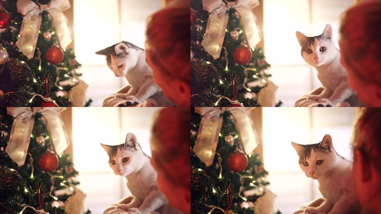 SLO MO女人和猫欣赏装饰的圣诞树