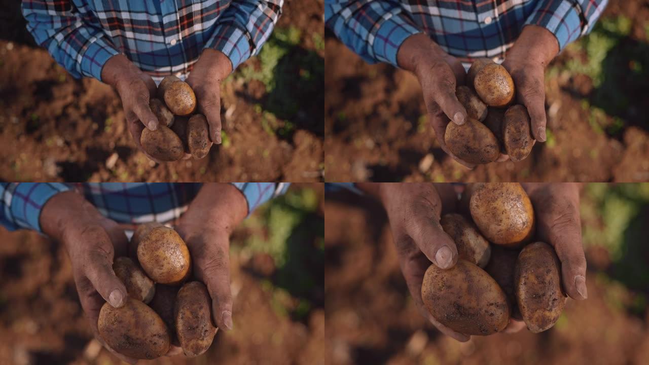 农民手上的新鲜土豆在农场上