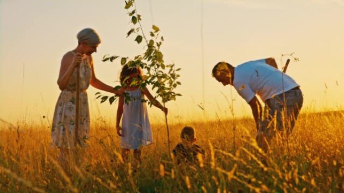 有两个孩子的SLO MO父母在黄金时段在草地上种了一棵小树