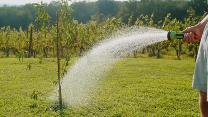超级SLO MO时间翘曲效果女人用花园软管给树浇水