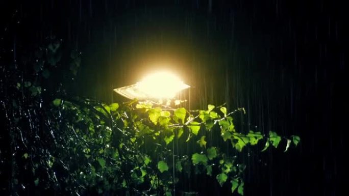 夜间大雨中树摇曳的路灯
