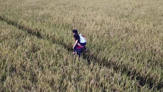 一名亚洲华裔男子背着女儿，早晨在稻田里散步，无人机可以看到