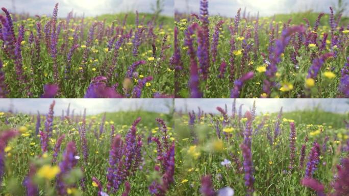 相机带着夏天的野花穿过田野。郁郁葱葱的夏季绿色植物和五颜六色的花朵在草地上，天空的背景是云彩。万向节