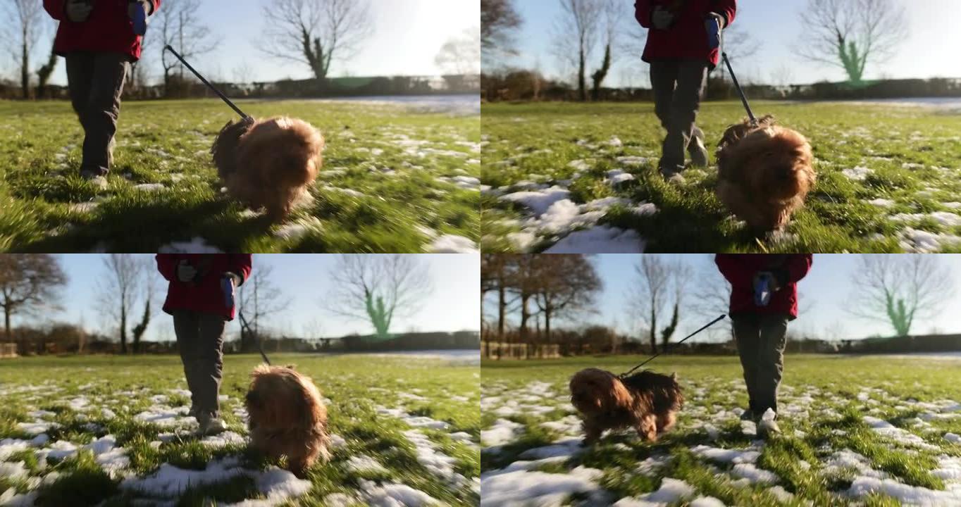 狗在雪地里散步小狗宠物散步牵绳子
