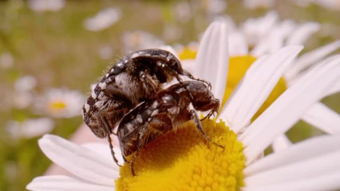 宏观，dop: 两只细小的地毯甲虫在牛眼雏菊的花朵上交配