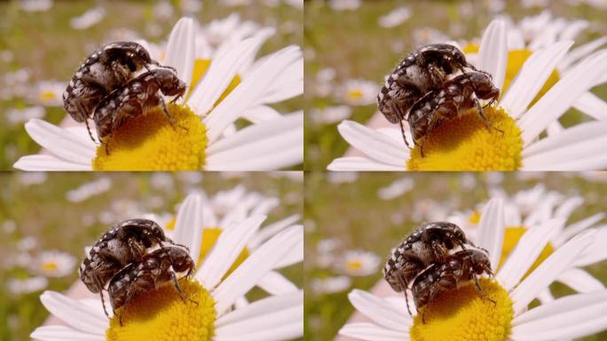 宏观，dop: 两只细小的地毯甲虫在牛眼雏菊的花朵上交配
