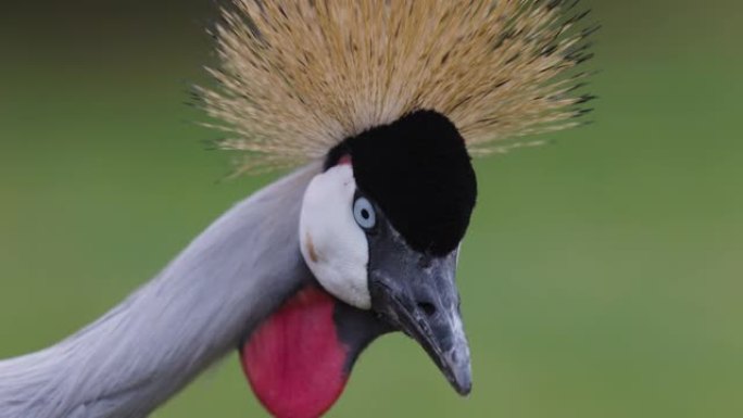 令人惊叹的美丽的灰色冠鹤脸特写肖像，侧视图
