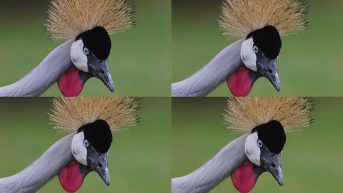 令人惊叹的美丽的灰色冠鹤脸特写肖像，侧视图