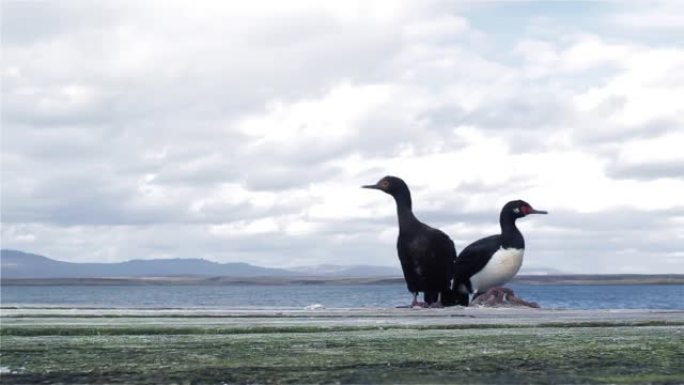 岩石沙格，也被称为麦哲伦cormorant (Leucocarbo magellanicus)，位于