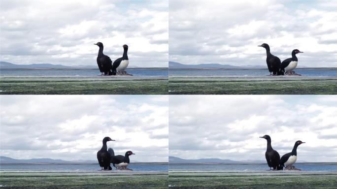 岩石沙格，也被称为麦哲伦cormorant (Leucocarbo magellanicus)，位于