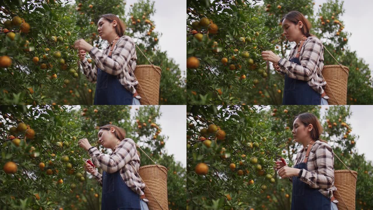 女农民在她的有机果园里采摘橘子