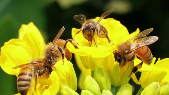 花上的四只蜜蜂