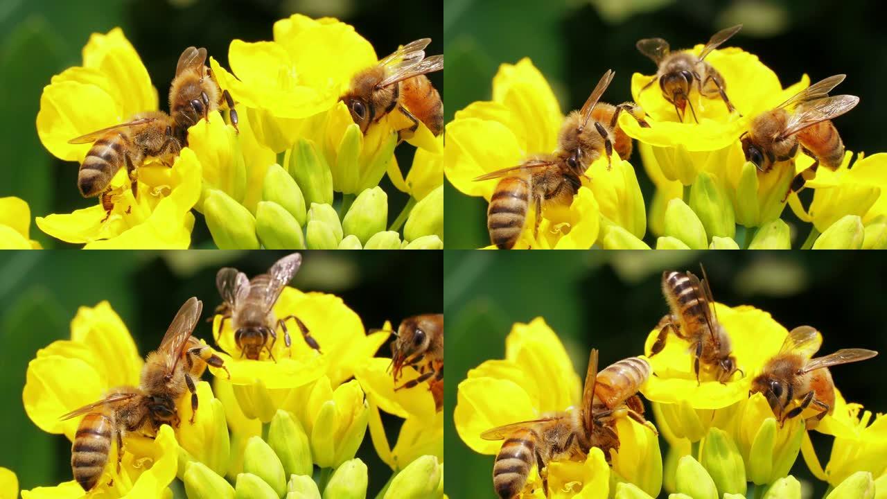 花上的四只蜜蜂