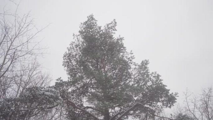 一棵松树在暴风雪中摇曳