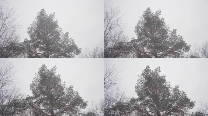 一棵松树在暴风雪中摇曳