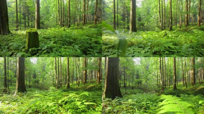 走向林地林业绿化树林植被生态水源