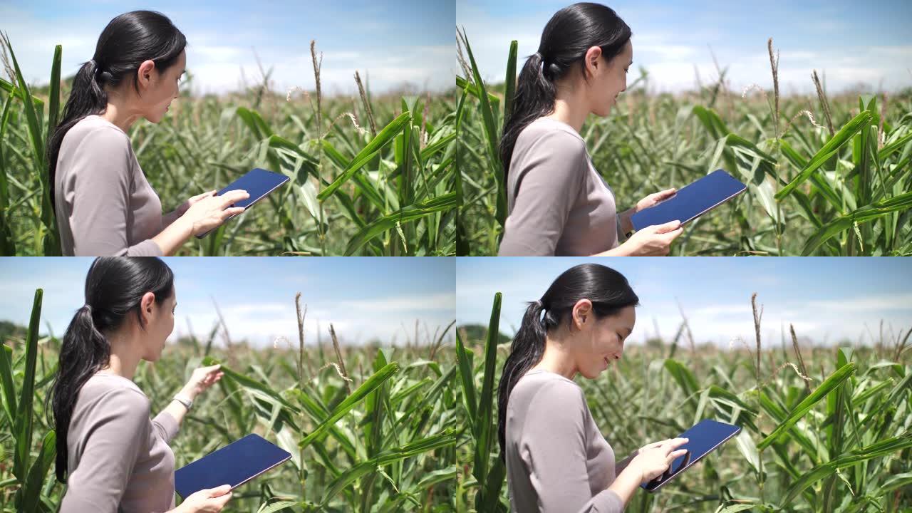 农民使用平板电脑分析玉米田的生长
