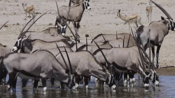 纳米比亚埃托沙国家公园水坑中一小群羚羊 (gemsbok) 的特写镜头