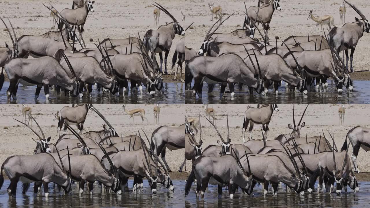 纳米比亚埃托沙国家公园水坑中一小群羚羊 (gemsbok) 的特写镜头