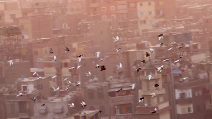 一群鸽子在城市房屋的背景下飞翔。在埃及开罗的城市发展中，飞鸽的慢动作镜头