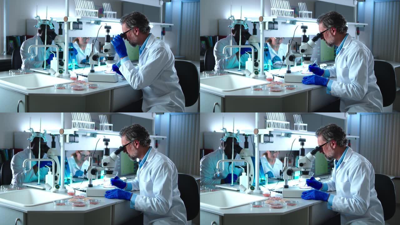 成熟的科学家使用显微镜检查实验室肉