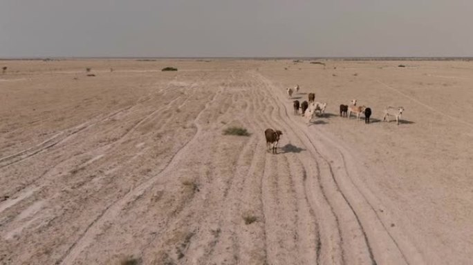 空中飞越稀薄的自由漫游牛的视野，以寻找食物和水。干旱，气候变化