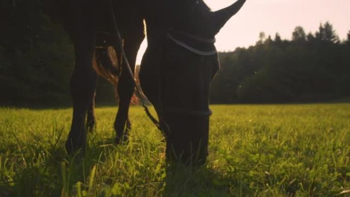 镜头耀斑: 在阳光明媚的夏日傍晚，饥饿的成年马在草地上吃草。