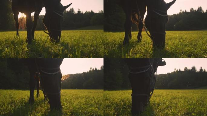 镜头耀斑: 在阳光明媚的夏日傍晚，饥饿的成年马在草地上吃草。