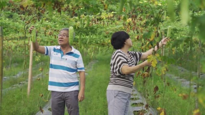 一对亚洲中国老年活跃夫妇检查并摘下挂在树上的苦瓜，成熟即可食用