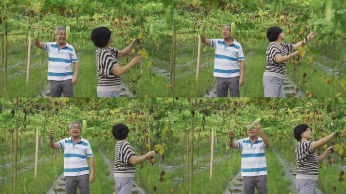 一对亚洲中国老年活跃夫妇检查并摘下挂在树上的苦瓜，成熟即可食用