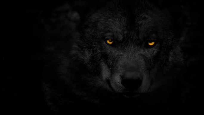 灰太狼用明亮的橙色眼睛环顾四周
