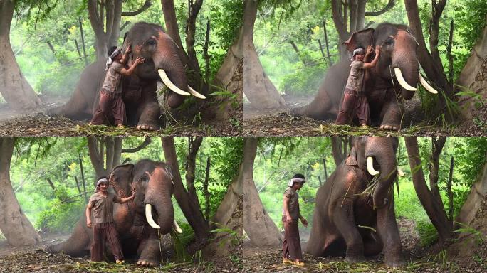大象看守人用爱触摸大象。在乡村道路上，它代表着大象的生活方式，人类与大象的爱与纽带。