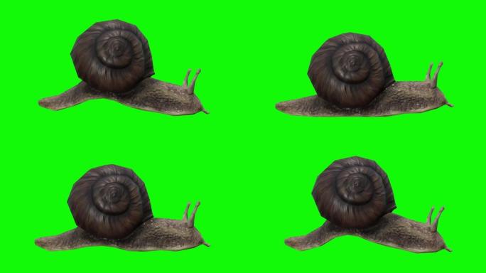 在绿色屏幕上行走的蜗牛。概念动物、野生动物、游戏、返校、3d动画、短视频、电影、卡通、有机、色度键、