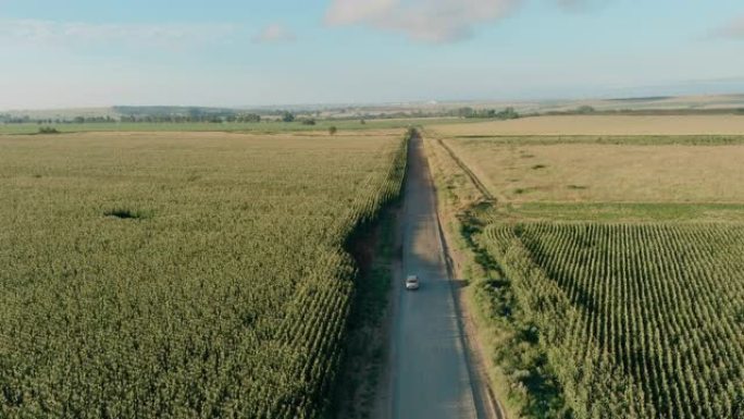 在玉米作物之间的乡村道路上行驶的汽车的风景鸟瞰图